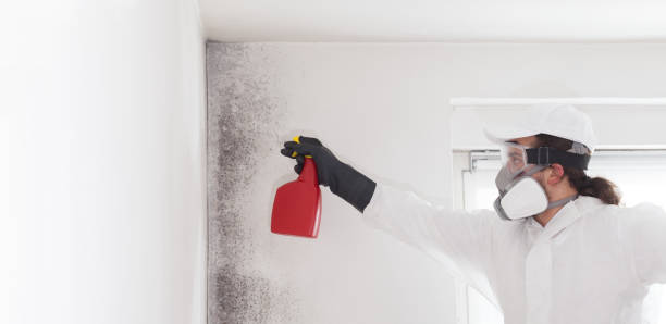 Best Health and Safety Mold Remediation in Somers, WI