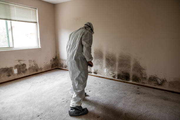 Professional Mold Remediation in Somers, WI